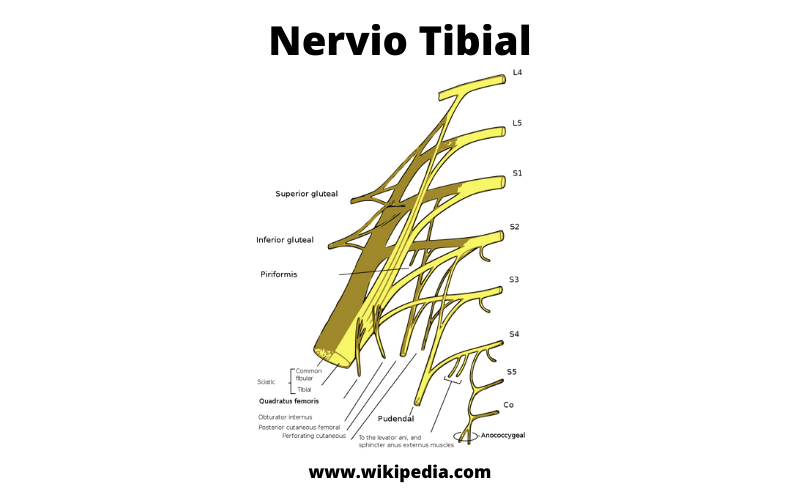 Nervio Tibial.png